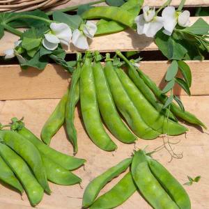 Pois Mangetout Normand - 20 m